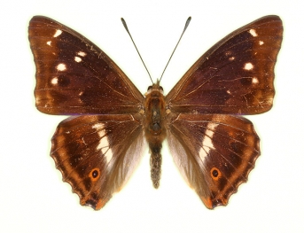 iolata Purple Emperor (Apatura iris)