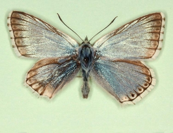 postfowleri Chalkhill Blue (Polyommatus (Lysandra) coridon)