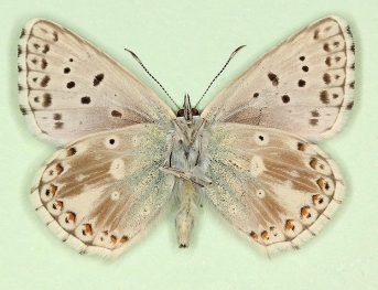 alboradia Chalkhill Blue (Polyommatus (Lysandra) coridon)