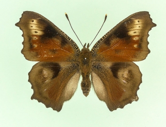 ab. nov Peacock (Inachis io)