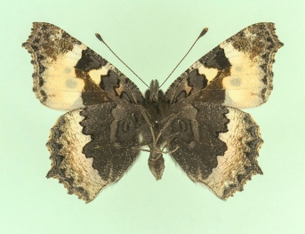 subtuslactea Small Tortoiseshell (Aglais urticae)