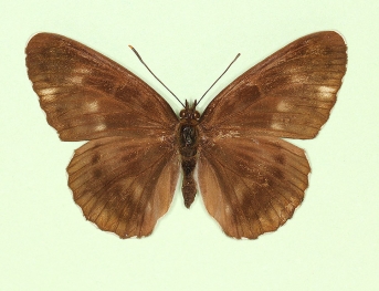 obliterata White Admiral (Limenitis camilla)