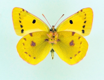 rufomaculata Clouded Yellow (Colias croceus)
