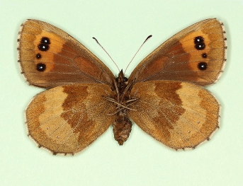 ochracea + tetraocellata Scotch Argus (Erebia aethiops)