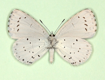 c-nigrum Holly Blue (Celastrina argiolus)