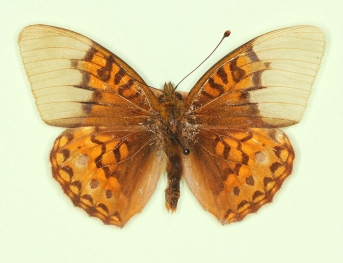 scale defect High Brown Fritillary (Argynnis adippe)