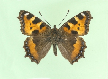 urticoides Small Tortoiseshell (Aglais urticae)