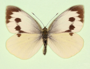 fasciata Large White (Pieris brassicae)