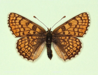 gracilens Glanville Fritillary (Melitaea cinxia)
