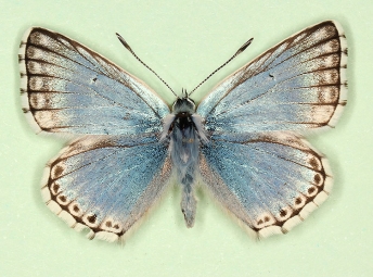 divisa Chalkhill Blue (Polyommatus (Lysandra) coridon)