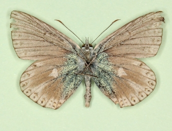 antiobsoletissima + postcaeca Chalkhill Blue (Polyommatus (Lysandra) coridon)