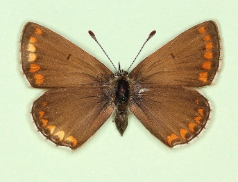 sinus ab-nov Brown Argus (Aricia agestis)