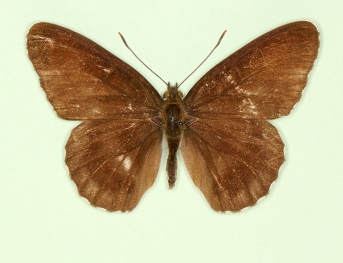 obliterata White Admiral (Limenitis camilla)