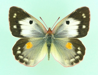 basisuffusa Clouded Yellow (Colias croceus)