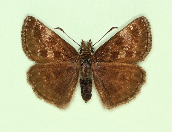 suffusa-alcoides Dingy Skipper (Erynnis tages)