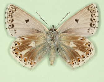 caeca Chalkhill Blue (Polyommatus (Lysandra) coridon)