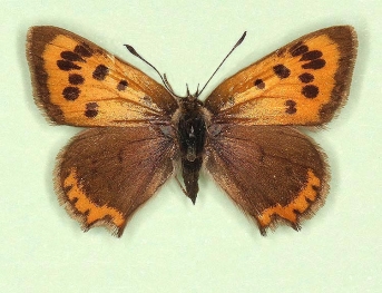 extensa Small Copper (Lycaena phlaeas)
