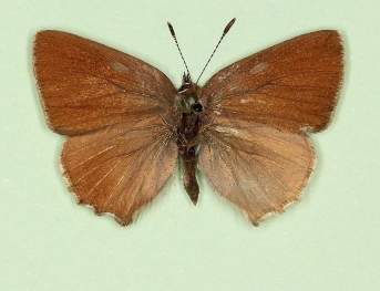 pathological Green Hairstreak (Callophrys rubi)
