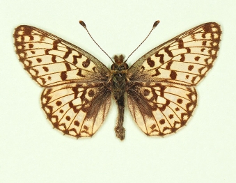 alba Small Pearl-bordered Fritillary (Boloria selene)