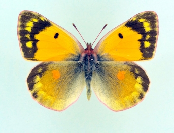 hyerensis Clouded Yellow (Colias croceus)