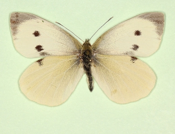 vazquezi Large White (Pieris brassicae)