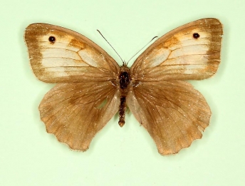 alba + antiparvipuncta Meadow Brown (Maniola jurtina)