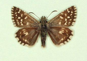 Grizzled Skipper (Pyrgus malvae)