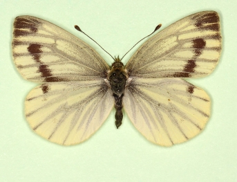 confluens  Green-veined White (Pieris napi)