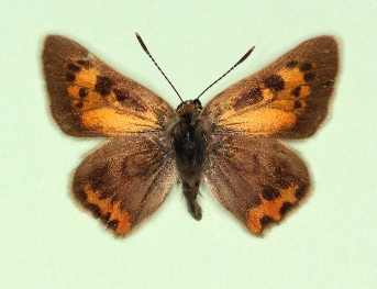 elongata + nigroapicta Small Copper (Lycaena phlaeas)