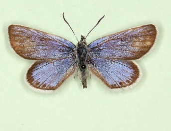 alcippe Silver-studded Blue (Plebejus argus)
