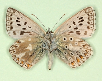 postaurantiaextensa + dexpostobsoleta Chalkhill Blue (Polyommatus (Lysandra) coridon)