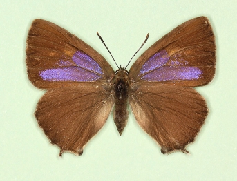 flavimaculatus Purple Hairstreak (Neozephyrus quercus)