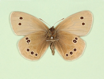 pallens Ringlet (Aphantopus hyperanthus)