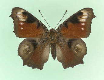 iocaste Peacock (Inachis io)