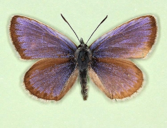 dexpathological Silver-studded Blue (Plebejus argus)