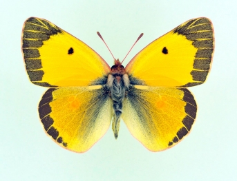 faillae Clouded Yellow (Colias croceus)