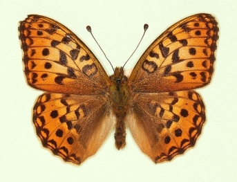 nov High Brown Fritillary (Argynnis adippe)