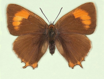 nov Brown Hairstreak (Thecla betulae)