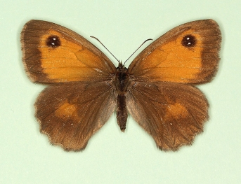 semi-nigra Gatekeeper (Pyronia tithonus)