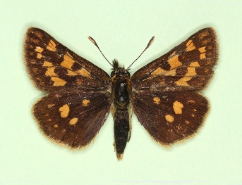restricta Chequered Skipper (Carterocephalus palaemon)