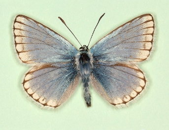 ultrafowleri Chalkhill Blue (Polyommatus (Lysandra) coridon)