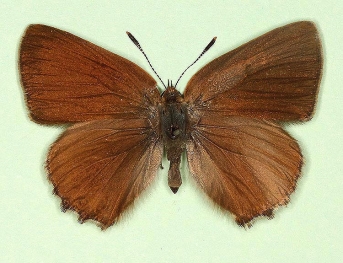 pathological Green Hairstreak (Callophrys rubi)