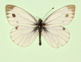 bicolor Green-veined White (Pieris napi)