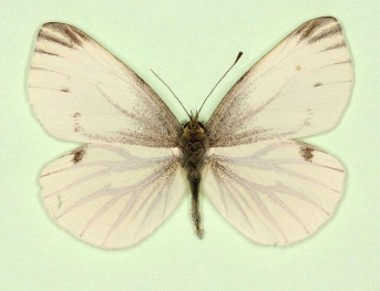 immaculata Green-veined White (Pieris napi)