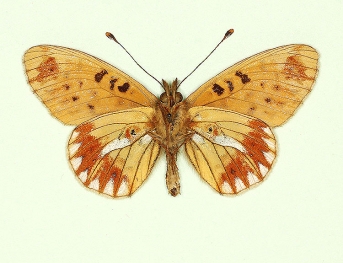 nov Pearl-bordered Fritillary (Boloria euphrosyne)