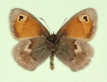 bipupillata Small Heath (Coenonympha pamphilus)