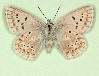 ultraimpuncta Chalkhill Blue (Polyommatus (Lysandra) coridon)