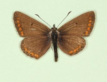 asymmetrical Brown Argus (Aricia agestis)