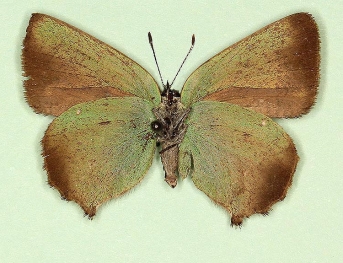 brunnea Green Hairstreak (Callophrys rubi)