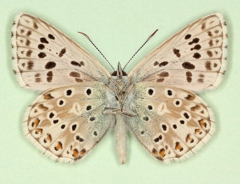 quadripuncta Chalkhill Blue (Polyommatus (Lysandra) coridon)